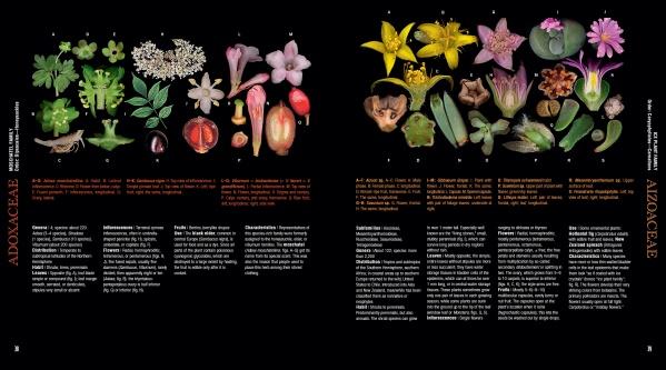 Atlas of Flowering Plants - WildFlower Media